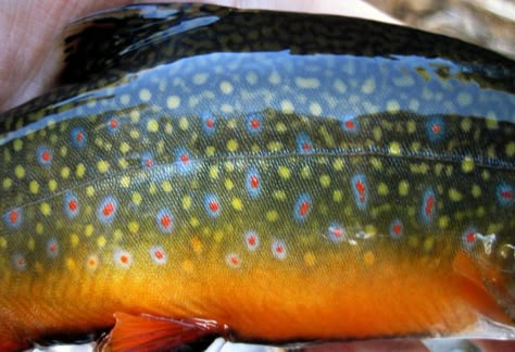 Brook trout skin little cottonwood crop | Brook Trout | Ryan Houston | Flickr Trout Art, Fly Fishing Art, Trout Fishing Tips, Fishing Art, Fishing Photos, Salt Water Fishing, Fishing Photography, Brook Trout, Walleye Fishing