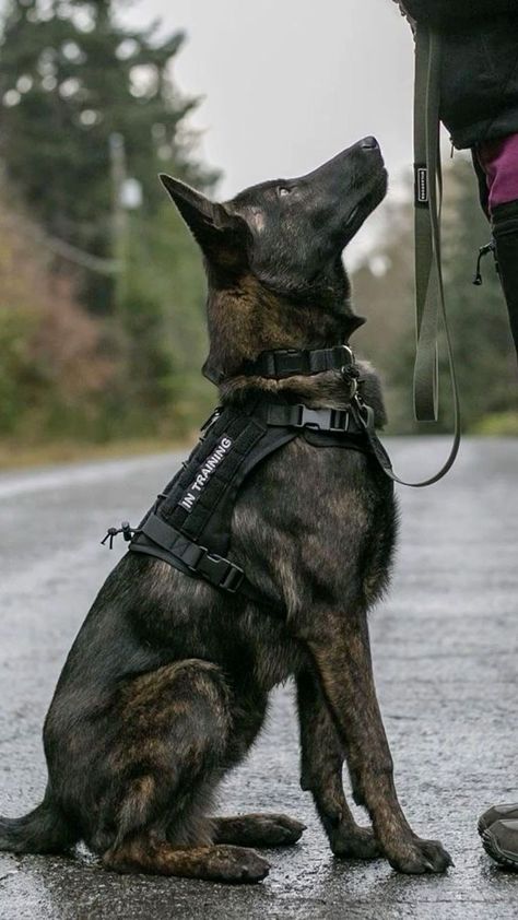 Dutch Shepherd Dog, Service Dogs Gear, K9 Dogs, Malinois Dog, Scary Dogs, Dangerous Dogs, Best Exercise, Exercise Routines, Doberman Dogs