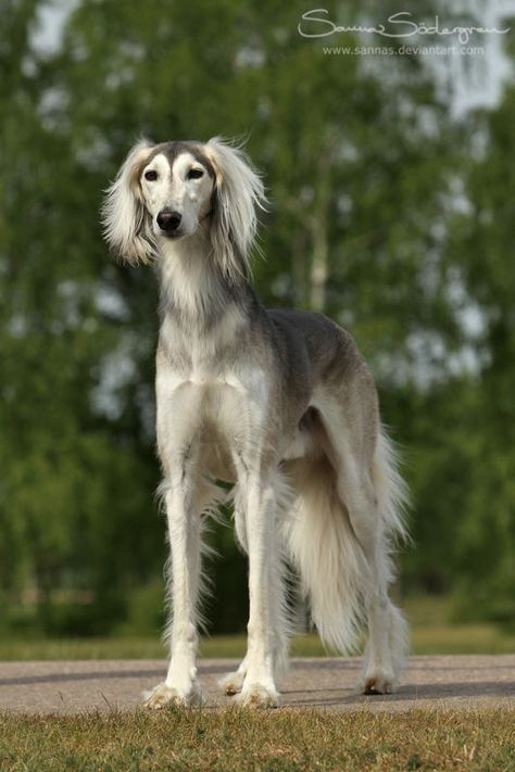 Saluki Puppy, Saluki Dogs, Alsatian Dog, Beautiful Dogs Photos, Borzoi Dog, Purebred Dogs, Wild Dogs, Fluffy Animals, Dog Boarding