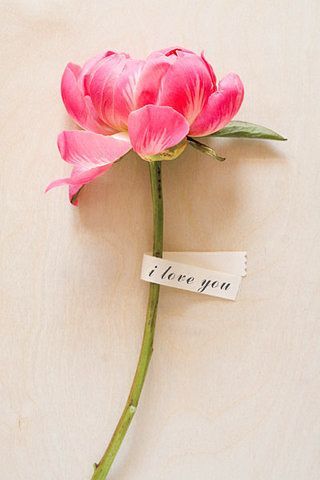 A Single Bright Pink Peony Stem with a Lovely Message | Amy Nieto Photography | See More! http://heyweddinglady.com/glamorous-geometric-wedding-inspiration-in-fuchsia-blush-and-gold/ Bohol, All You Need Is Love, New Wall, Love And Marriage, Be My Valentine, Love Flowers, Pink Flower, My Flower, Pretty Flowers