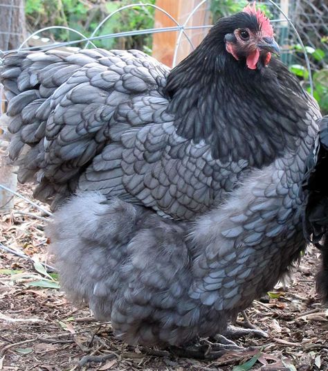 Production Blue Laying Hens Breeds, Rare Chicken Breeds, Blue Chicken, Fancy Chickens, Beautiful Chickens, Keeping Chickens, Backyard Chicken Coops, Chickens And Roosters, Chicken Breeds