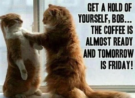 Funny thursday meme with cat Funny Thursday Quotes, Thursday Meme, Coffee Meme Funny, Tomorrow Is Friday, Thursday Humor, Happy Memes, Happy Thursday Quotes, Good Morning Thursday, Thursday Quotes