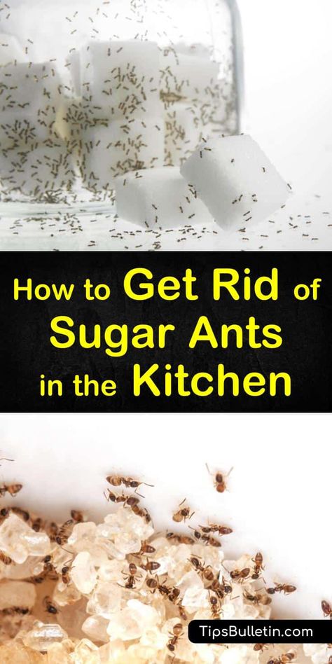 Ants In Kitchen Get Rid Of, How To Get Rid Of Ants In The Kitchen, Ants In Kitchen, Ant Remedies, Kitchen Ants, Ant Killer Recipe, Housekeeping Hacks, Repellent Diy, Ant Bait