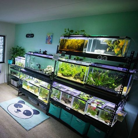 Aquarium Supplies Organization, Fish Tank Room, Fish Room Ideas, Fish Room, Aquarium Shop, Biotope Aquarium, Fish Tank Stand, Fish Tank Themes, Cool Fish Tanks