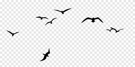 Flock Of Crows, Bird Flock, Beach Graphics, Feather Illustration, American Crow, White Crane, Raven Bird, Silhouette Drawing, Duck Bird