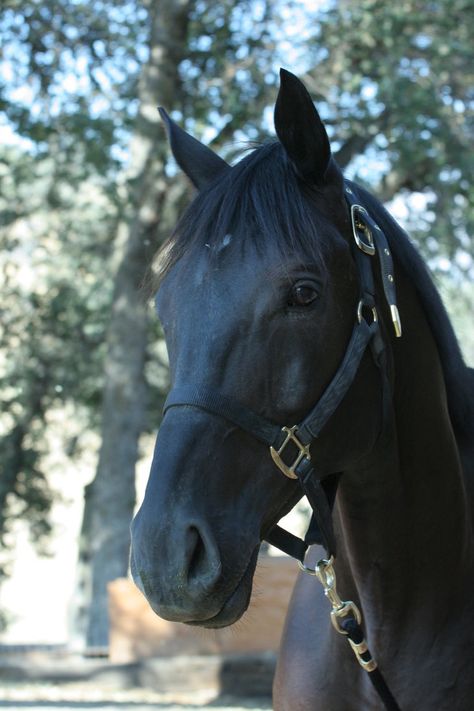 Black Thoroughbred Gelding by ~HorseStockPhotos on deviantART Black Thoroughbred, Throughbred Horses, Free Rain, Horse Images, Free Rein, Horse Aesthetic, Black Horses, Most Beautiful Horses, Thoroughbred Horse