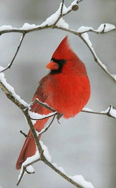 BarryL77 on Twitter: "Good night, and good morning to you Addy. Have a great weekend. 😀👋… " Bird Cardinal, Hummingbirds Photography, Forest Birds, Birds Sitting, Favorite Paintings, Winter Birds, Christmas Cardinals, Bird Photos, Real Friendship