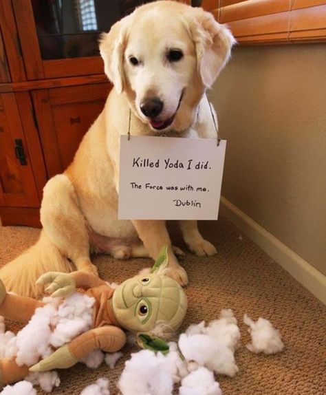 Pet Shaming Photos Dogs Wish Didn't Make the Internet - Page 37 of 75 - Worldemand Dog Shaming Photos, Dog Shaming Funny, Animal Shaming, Dog Shaming, Funny Cats And Dogs, Bad Dog, Memes Humor, Chewbacca, Funny Animal Memes