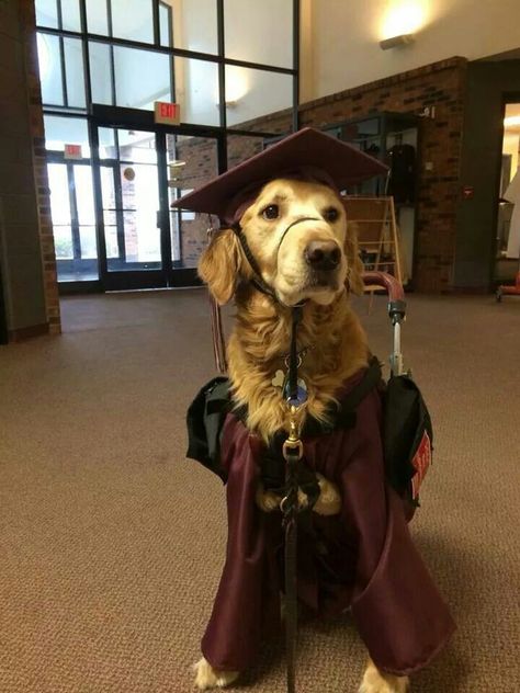 A girl with cerebral palsy had her therapy dog dressed to attend her graduation. Service Dog Gear, Psychiatric Service Dog, Service Dogs Gear, Service Dog Training, Loyal Dogs, Sketches Pencil, Funny Animal Photos, Dog Day, Dog Gear