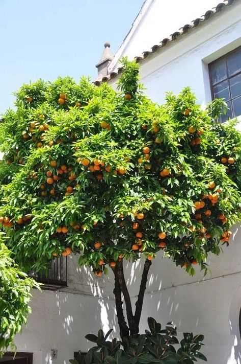 Mango Tree Backyard, Orange Tree Backyard, Orange Tree In Pot, Nail Designs Orange, Orange Nails Acrylic, Olive Tree Care, Nail Orange, Small Fruit Trees, Fruit Trees Backyard