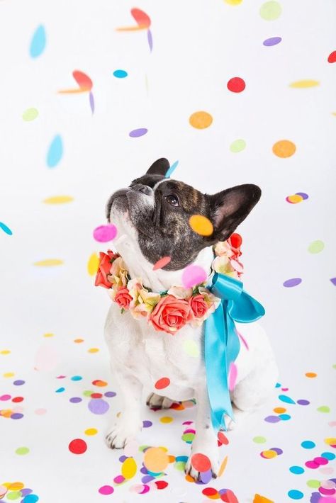 Dog Birthday Photoshoot, Dog Birthday Pictures, Dog Bday, Dog First Birthday, Happy National Dog Day, Dogs Birthday, National Dog Day, Puppy Birthday Parties, Flower Collar