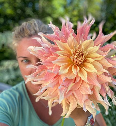 The dahlias you need for however you're growing | The Impatient Gardener Dalia Flower, Dahlia Flower Garden, Dahlias Garden, Growing Dahlias, Purple Plants, Cut Flower Garden, Dahlia Flower, Big Flowers, Flower Farm