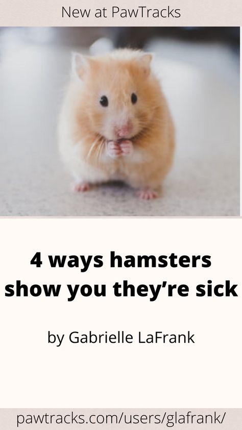 Hamster Species, Hamster Stuff, Hamster Names, Hamster Life, Hamster Habitat, Hamster Care, Baby Hamster, Syrian Hamster, Hamster Cage