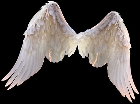 #Samanyu🔥 Angel Wings From Behind, Fake Angel Wings, Angel Wing Reference, Wings Png For Editing, Angel Wings Realistic, Wings On People, Angel Wings Reference, Angel Wing Aesthetic, Wings Aesthetics