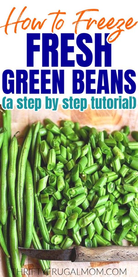 Freezing fresh green beans is so easy! Learn how to blanch and freeze green beans from your garden or farmer's market. Freezing Green Beans, Frozen Green Bean Recipes, Freezing Onions, Preserving Green Beans, Freezing Veggies, Summer Canning, Freezing Recipes, Freeze Beans, Preserving Vegetables