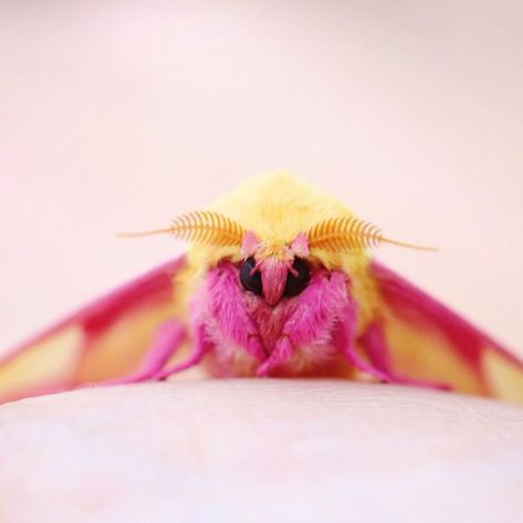 Maple Moth, Rosy Maple Moth, Pink And Yellow, Moth, Google Search, Yellow, Pink, White