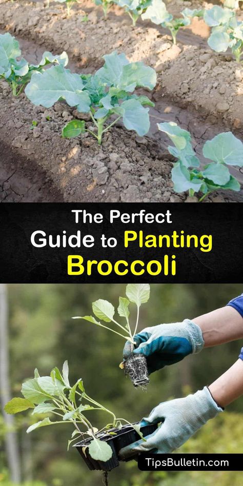 Learn how to plant broccoli at home and enjoy fresh florets for your favorite side dishes. These veggies love cool weather and are ideal for growing as a mid-summer or fall crop. Spread mulch to stop weeds and use row covers to prevent garden pests. #howto #planting #broccoli Broccoli Garden How To Grow, What To Plant With Broccoli, Planting Broccoli Plants, Broccoli Plants How To Grow, When To Plant Broccoli, How To Plant Broccoli, Planting Broccoli, Broccoli Garden, How To Grow Broccoli