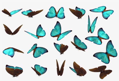 Butterfly Concept Art, Scrapbook Wallpaper, Real Butterflies, Png Butterfly, Sky Overlays, Butterfly Png, Butterfly Artwork, Nose Drawing, Blue Butterflies