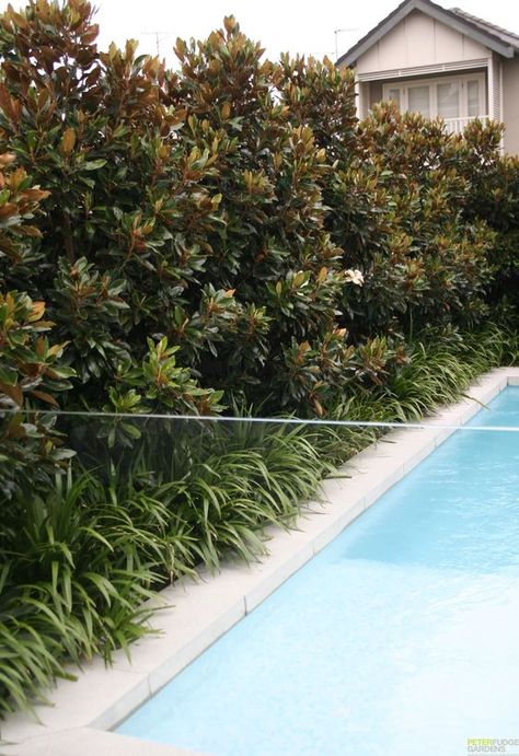 5 step guide: How to choose the right trees for your garden Magnolia Hedge, Magnolia Tree Landscaping, Hedges Landscaping, Landscaping Along Fence, Pool Plants, Screen Plants, Fence Plants, Privacy Landscaping, Pool Landscape Design