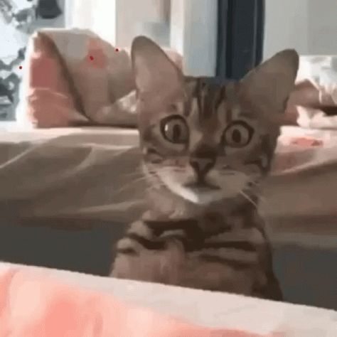 Scaredy Cat GIF - Scaredy Cat Skeleton - Discover & Share GIFs Hello Kitty Gif, Kitty Gif, Best Cat Gifs, Cat Skeleton, Cat Png, Söt Katt, Cute Cat Gif, Funny Cat Videos, Beautiful Cats