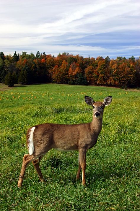 Female Deer on a Fall Day. A female deer is standing in a field on a colorful fa , #affiliate, #Day, #female, #deer, #Female, #Deer #ad Deer Female, Deer Woman, Standing In A Field, Female Deer, Deer Photos, Deer Pictures, Deer Tattoo, Alice Angel, Deer Stand