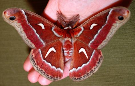 Ceanothus Silk Moth | In winter, at night, these moths fly a… | Flickr Silk Moth, Moth Fly, Butterfly Migration, Moth Species, Cute Moth, Moth Caterpillar, Moth Art, Cool Bugs, Goblin Core