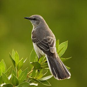 Mockingbird Texas Animals, Mocking Birds, State Birds, To Kill A Mockingbird, Backyard Birds, Pretty Birds, Wild Birds, Bird Watching, Bird Feathers