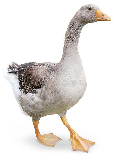 Goose walking. Goose waling on white background Goose Reference Photo, Geese Photography, Duck Vector, Creature Reference, Vintage Animals, Duck Bird, White Goose, Background White, Hd Picture