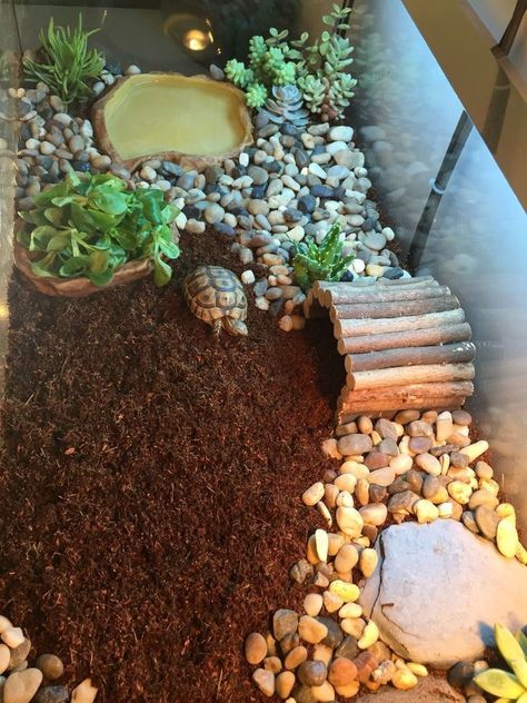 Tartaruga Habitat, Tortoise Terrarium, Turtle Cage, Tortoise Cage, Turtle Enclosure, Turtle Terrarium, Turtle Care, Tortoise House, Tortoise Table