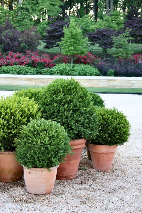 Boxwood Planters, Hamptons Garden, Boxwood Garden, Savage Garden, Boxwood Balls, Potted Plants Outdoor, Landscape Elements, Tropical Garden, Container Plants