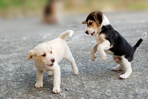 beagle pups. I want the lemon head! Dog Picture, Love My Dog, Puppy Play, Beagle Puppy, Sweet Animals, I Love Dogs, Dog Love, Animals Beautiful, Koala