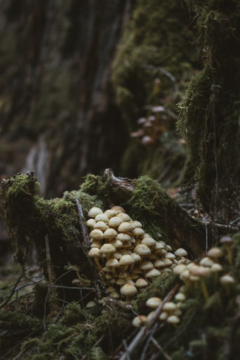 Dark Cottage Core Aesthetic, Mushroom Core, Dark Cottage Core, Mushroom Wallpaper, Cottagecore Mushroom, Forest Core, Thriller Novels, Dark Green Aesthetic, Dark Cottagecore