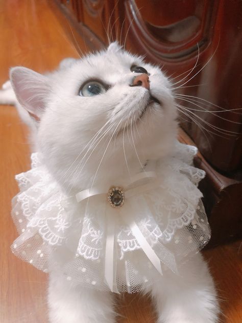 Cats With Accessories, Aesthetic Cat Clothes, Kitten Collar Aesthetic, Cute Cat Accessories Aesthetic, Cat Clothes Aesthetic, Cat With Collar, Beautiful Cat Images, Fancy Cat Collar, Accessories For Cats