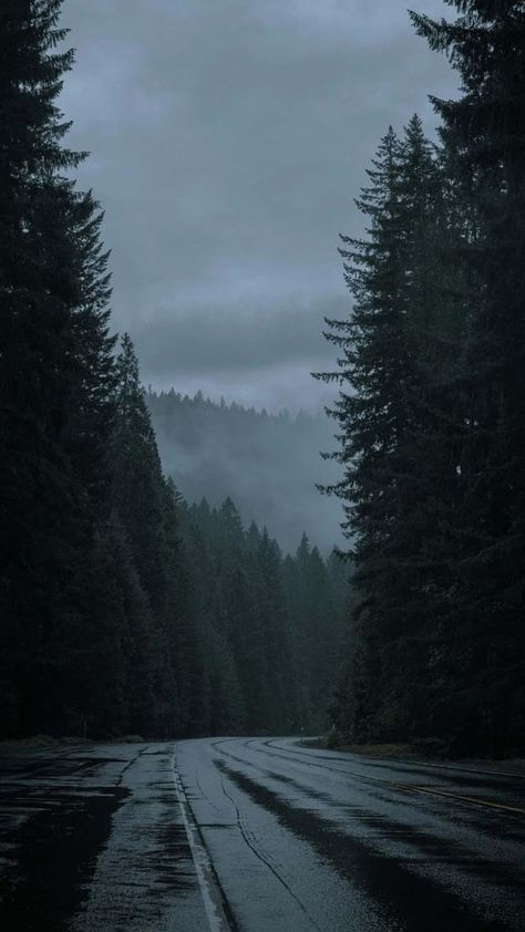 Wald Wallpaper, Dark Naturalism, Nghệ Thuật Kinh Dị, Dark Forest Aesthetic, Rainy Day Aesthetic, Twilight Aesthetic, Dark Landscape, Forest Aesthetic, Dark Things