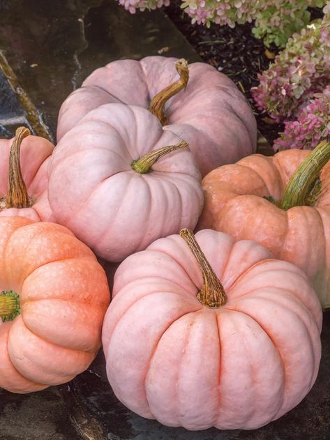 Peach Halloween Aesthetic, Pink Autumn Aesthetic, Pink Fall Aesthetic, Pastel Fall, Princess Pumpkin, Pink Autumn, Decorative Pumpkins, Fall Pink, Holiday Sides