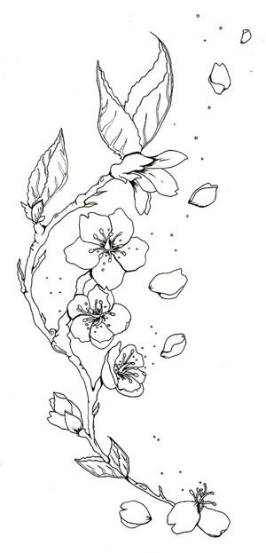 Cherry Blossom Tattoo Drawings Cherry Blossom Outline, Cherry Blossom Drawing, Sakura Tattoo, Flower Tattoo Sleeve, Cherry Blossom Art, Cherry Blossom Tattoo, Blossom Tattoo, Flowers Tattoo, Tattoo Sketch