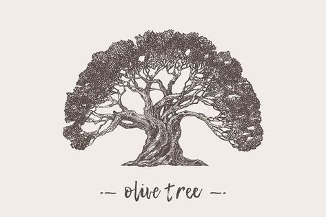 Illustration of an old olive tree by Bakani on @creativemarket Olive Tree Tattoos, Old Olive Tree, Sketch Images, Tree Sketch, Theme Nature, Tree Sketches, Tree Logos, Hand Drawn Vector Illustrations, Tree Illustration