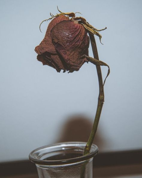 Rose Wilting, Horror Flowers, Noir Romance, Wilting Rose, Dead Nature, Dead Rose, Dead Roses, Wilted Rose, Wilted Flowers