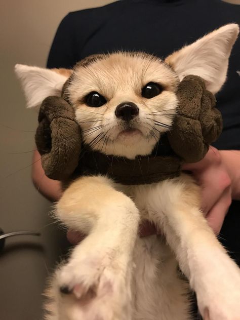 Funny Cute Animal Photos, Exotic Animals As Pets, Cute Mini Animals, Rare Pets, Fennec Fox Pet, Animal Types, Cool Animals, Cute Critters, Cut Animals