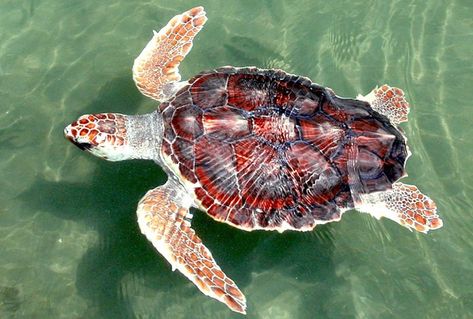 Set a Price on Pollution, Protect Wildlife : The National Wildlife Federation Blog Sea Turtle Facts, Sea Turtle Drawing, Loggerhead Turtle, Loggerhead Sea Turtle, Save The Sea Turtles, Turtle Drawing, National Wildlife Federation, Turtle Swimming, Green Sea Turtle