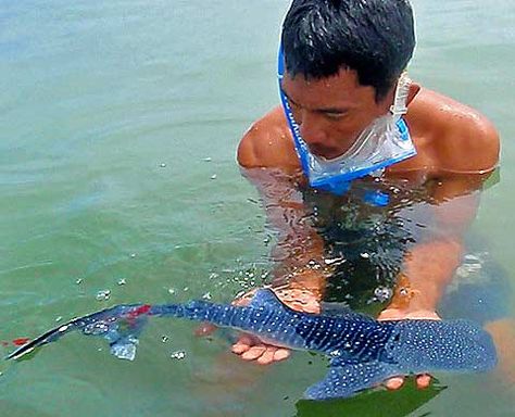 smallest individual whale shark Tattoo Son, Types Of Sharks, Swimming With Whale Sharks, Species Of Sharks, Small Shark, Baby Whale, Monterey Bay Aquarium, Shark Week, Marine Biology