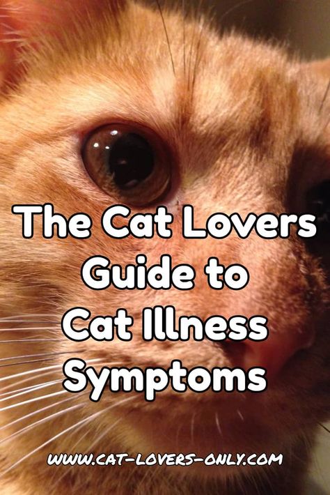 Cat Diseases, Cat Health Problems, Cat Illnesses, Cat Health Care, Cat Info, Cat Care Tips, Kitten Care, Senior Cat, Cat Help