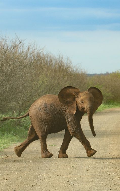 Wild Elephant Photography, Asian Elephant Photography, Elephant Reference Photo, Elephants Aesthetic, Sista Tattoo, Nursery Elephant Theme, Indian Graffiti, Elephant Aesthetic, Elephant Walking