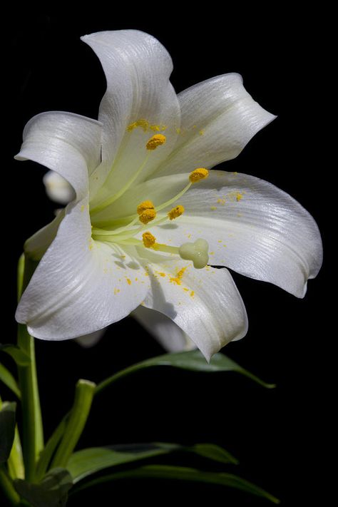 ✯ Easter Lily Day Lilies, Easter Lily, Wonderful Flowers, White Lilies, All Flowers, Lily Flower, Exotic Flowers, Flower Beauty, Beautiful Blooms