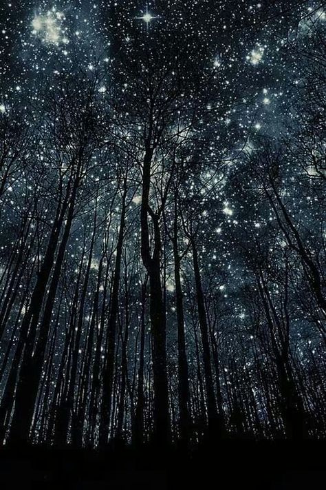 15 Stunning Stars and Moon Pictures on Pinterest - Corel Discovery Center Trees, Stars Wallpaper Iphone, Background Forest, Stars Wallpaper, Dark Background, Iphone X, Night Sky, Wallpaper Iphone, Forest