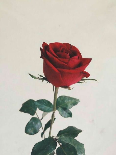 red roses #love #style Single Red Rose, Paper Floral, Wallpaper Free, Landscape Illustration, Tumblr Wallpaper, Rose Wallpaper, Flower Wallpaper, Red Rose, Lock Screen Wallpaper