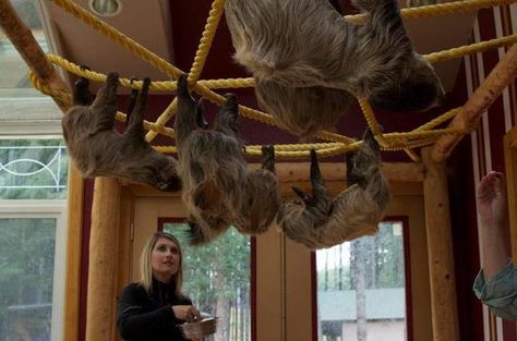 Sloth Captive Husbandry Center | Atlas Obscura Sloth Habitat, Pygmy Three Toed Sloth, Sloth Hanging From Tree, Enrichment Projects, Sloth Meme Funny, Sloths In Costa Rica, Oregon Vacation, Oregon Waterfalls, Oregon Usa