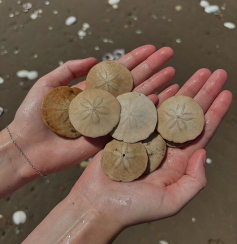 Rollin’ in sand dollars Mask Inspiration, Shells And Sand, Sand Dollars, Sand Dollar, Sea Shells, Shells, Mask, Couture, Tattoos