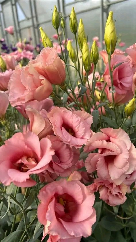 Lisianthus Flowers, Floral Design Classes, Flower Identification, Nothing But Flowers, Flower Landscape, Flower Therapy, Flowers Wallpaper, Pretty Plants, Flowers Perennials