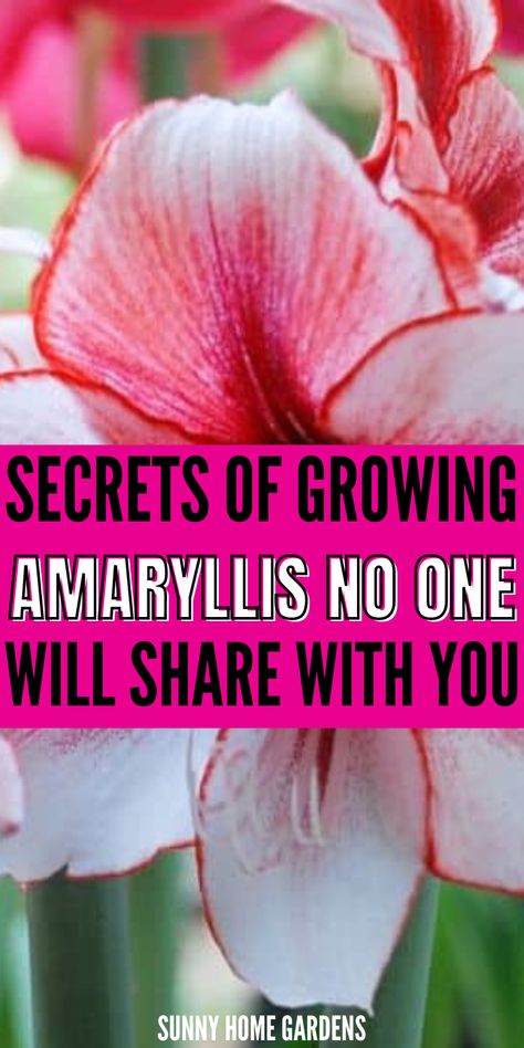 If you're here, I can bet you want to grow Amaryllis. Amaryllis bulbs have beautiful flowers and we all want to grow them in our gardens or even in a pot. However, There are growing tips and caring tips that no one will share with you about Amaryllis. These tips and tricks of growing and caring for Amaryllis are the best to grow these beautiful flowers in pots. Amarlily Flower, How To Grow Amaryllis Bulbs, Amaryllis Bulbs Christmas, Flower Bulbs Indoors, Growing Bulbs Indoors, Bulb Forcing, Amaryllis Arrangement, Amaryllis Care, Calla Lily Bulbs